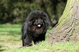 CHOW CHOW 599